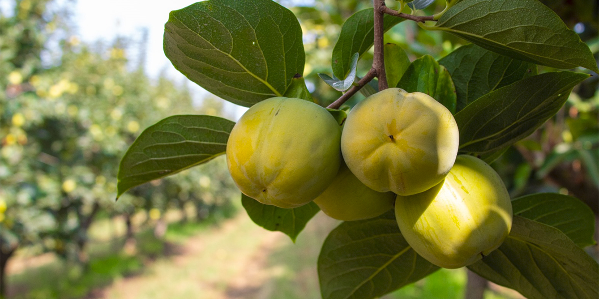 L’evoluzione del Cachi, da frutto marginale a protagonista assoluto dei reparti 